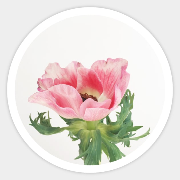 Pink Anemone Sticker by Cassia